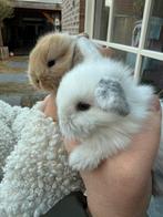 Nederlands hangoor dwerg konijntjes (nhd), Dieren en Toebehoren, Meerdere dieren, Middelgroot, Hangoor, 0 tot 2 jaar
