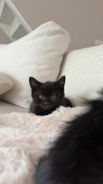 Kittens britse korthaar, Dieren en Toebehoren, Katten en Kittens | Dekkaters, 0 tot 2 jaar