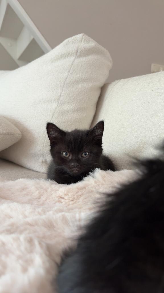 Kittens britse korthaar, Dieren en Toebehoren, Katten en Kittens | Dekkaters, 0 tot 2 jaar