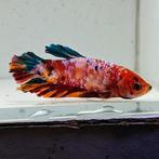 Betta splendens man 17, Vis