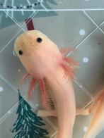 Baby axolotls, Dieren en Toebehoren, Amfibie, Tam, 0 tot 2 jaar
