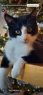 VERMIST Kat Gaia omgeving Amsterdam, Dieren en Toebehoren, Kat