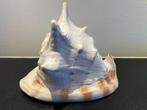 Overig42 - Grote helmslak (cassis cornuta) 24 cm br en 18 h, Verzamelen, Mineralen en Fossielen, Ophalen, Mineraal