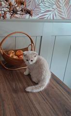 Brits korthaar kitten/Met of zonder Stamboom, Dieren en Toebehoren, Katten en Kittens | Overige Katten, Poes