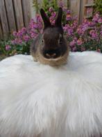 Mooie voedster, Dieren en Toebehoren, Konijnen, Vrouwelijk