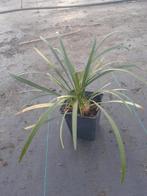 Liriope Muscari Big Blue - Leliegras vanaf €1,20, Tuin en Terras, Planten | Tuinplanten, Vaste plant, Siergrassen, Ophalen of Verzenden