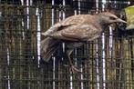 europese spreeuw mutatie's gezocht, Dieren en Toebehoren, Meerdere dieren, Wildzangvogel