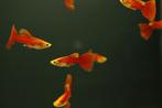 Guppy moscow red (Poecilia reticulatus), Dieren en Toebehoren, Vis, Zoetwatervis