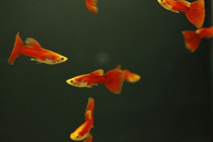 Guppy moscow red (Poecilia reticulatus), Dieren en Toebehoren, Vissen | Aquariumvissen, Zoetwatervis, Vis