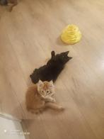 Russische Maine Coon kittens, Dieren en Toebehoren, Katten en Kittens | Raskatten | Langhaar, Meerdere dieren, Gechipt, 0 tot 2 jaar
