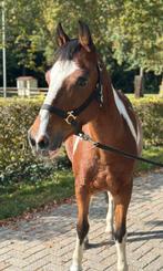 Leuke bonte ruin. Onder het zadel en voor de wagen!, Dieren en Toebehoren, Ruin, D pony (1.37m tot 1.48m), Gechipt