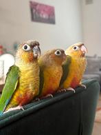 Jonge Pyrrhura Molinae, Dieren en Toebehoren, Vogels | Parkieten en Papegaaien, Meerdere dieren, Parkiet, Geringd