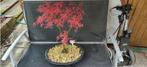 Bonsai Acer Palmatum Beni komachi Japanse Esdoorn, Tuin en Terras, Planten | Bomen, Ophalen, Bloeit niet, Halfschaduw, Overige soorten