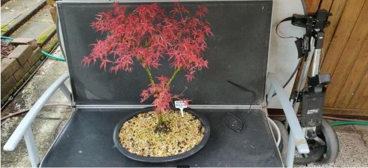 Bonsai Acer Palmatum Beni komachi Japanse Esdoorn, Tuin en Terras, Planten | Bomen, Overige soorten, Minder dan 100 cm, Halfschaduw