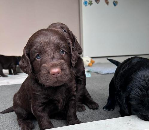 Medium labradoodle pups, Dieren en Toebehoren, Honden | Retrievers, Spaniëls en Waterhonden, Meerdere dieren, Overige rassen, Particulier