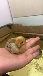 Leuke kuikens, Dieren en Toebehoren, Pluimvee, Meerdere dieren, Kip