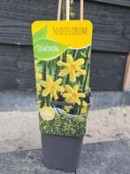 Gele Jasmijn klimplant, Vaste plant, Ophalen of Verzenden, Halfschaduw, Klimplanten