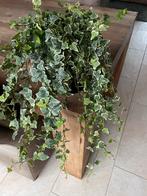 Frisse bonte hedera in zwarte hoge pot, Ophalen, Halfschaduw, In pot, Minder dan 100 cm