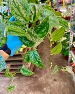 Scindapsus Pictus 'Silver' - Prachtige Kamerplant!, Ophalen of Verzenden