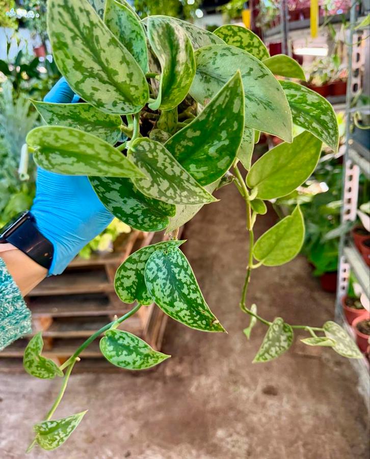Scindapsus Pictus 'Silver' - Prachtige Kamerplant!, Huis en Inrichting, Kamerplanten, Ophalen of Verzenden