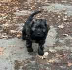 Huiskamer nest Cockapoo pups 1 reutje beschikbaar, Dieren en Toebehoren, Poedel, Rabiës (hondsdolheid), Reu, 8 tot 15 weken