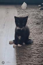 Zijn 9 weken oud groot gebracht in gezin mantje twee vrouwtj, Dieren en Toebehoren, Katten en Kittens | Overige Katten, Meerdere dieren