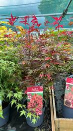 Div Acers, oa Shaina, de roodste en mooiste, Ophalen, Zomer, Overige soorten, Volle zon