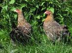 Ras sier kippen kopen? Jong tot volwassen, veel keuze!, Dieren en Toebehoren, Pluimvee, Meerdere dieren, Kip