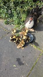 Muskuseend kuikens, Dieren en Toebehoren, Geslacht onbekend, Eend