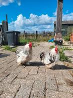 Gratis krielhanen totaal 4 stuks, Dieren en Toebehoren, Pluimvee, Mannelijk, Kip