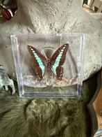 Vlinders taxidermie, Ophalen of Verzenden, Zo goed als nieuw, Insect, Overige typen