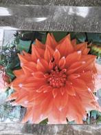 Dahlia knol, Ophalen, Volle zon, Knol