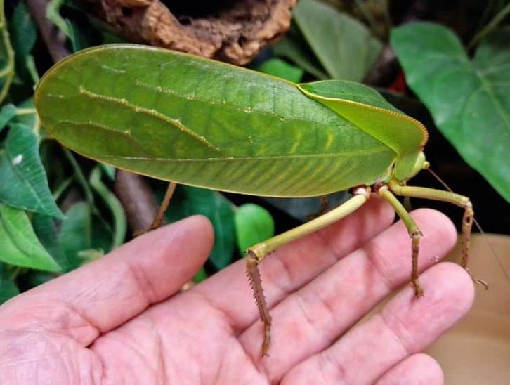 Siliquofera grandis (Sabelsprinkaan) Man en Vrouw, Dieren en Toebehoren, Insecten en Spinnen, Sprinkhaan of Krekel