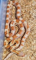 Korenslangen, Dieren en Toebehoren, Reptielen en Amfibieën, Slang, 0 tot 2 jaar