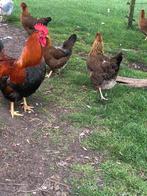 Welsumer Welsumers, Dieren en Toebehoren, Pluimvee, Meerdere dieren, Kip