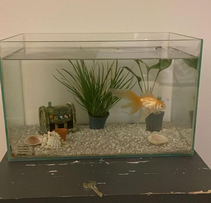 Sluierstaart + Aquarium en toebehoren, Dieren en Toebehoren, Vissen | Aquariumvissen, Zoetwatervis, Vis