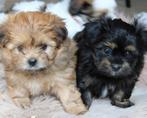 BEELDSCHONE PUPPY’S - Kruising Shih Tzu & Dwerg Schnauzer, Dieren en Toebehoren, Honden | Chihuahua's en Gezelschapshonden, Maltezer