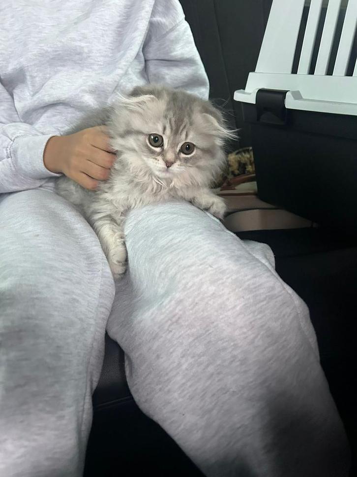 Highland fold longhair kitten, Dieren en Toebehoren, Katten en Kittens | Raskatten | Langhaar, Poes, 0 tot 2 jaar, Ontwormd