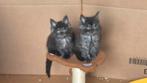 Maine coon SMOKE kittens met stamboom uit geteste ouders!, Meerdere dieren, Gechipt, 0 tot 2 jaar