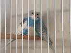 5 mooie jonge grasparkietjes net uit het nest, Dieren en Toebehoren, Vogels | Parkieten en Papegaaien, Meerdere dieren, Parkiet