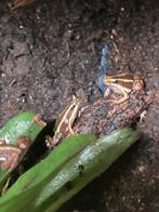 Epipedobates Anthonyi ( tricolor ), Dieren en Toebehoren, Reptielen en Amfibieën, Amfibie