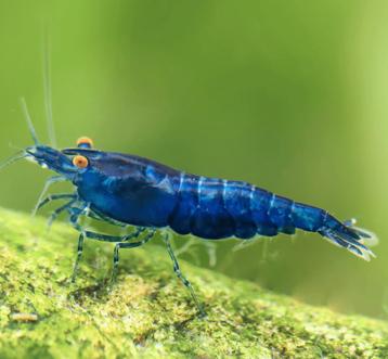 Neocaridina Blue Dream Orange Eyes garnalen beschikbaar voor biedingen