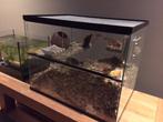 Mini Terrarium met Schuifruiten – Quarantaine Hamsterkooi, Minder dan 60 cm, Ophalen of Verzenden, Minder dan 75 cm, Nieuw