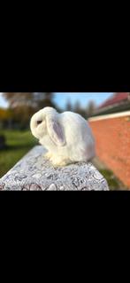 Lieve minilop ram, Dieren en Toebehoren, Konijnen, Mannelijk, Dwerg, Hangoor, 0 tot 2 jaar