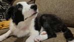 Border collie pup, Dieren en Toebehoren, België, Particulier, Rabiës (hondsdolheid), Reu