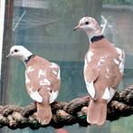 Bonte lachduiven /tortelduiven, Dieren en Toebehoren, Meerdere dieren, Tortelduif