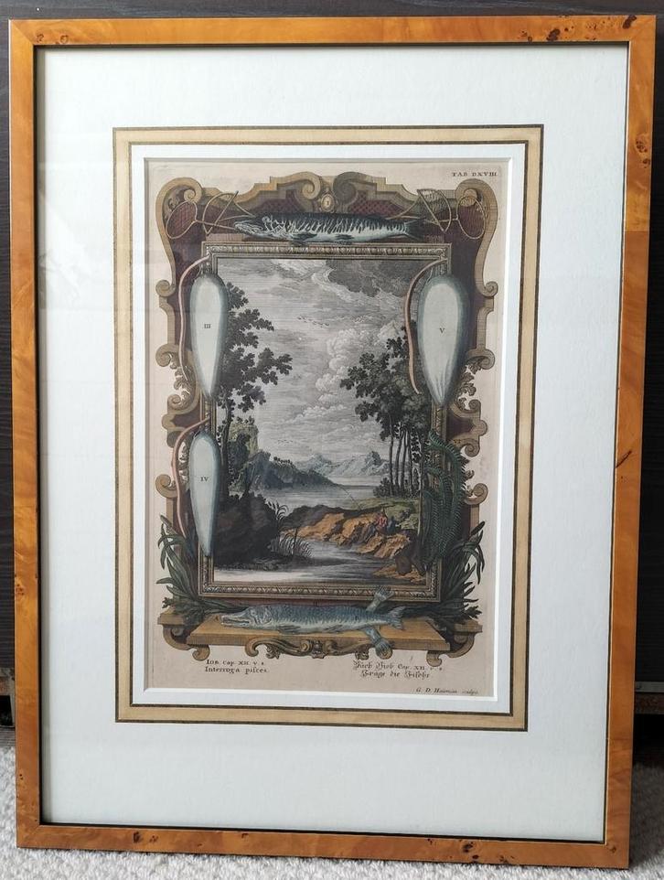 Kopergravure "Interroga Pisces" van Scheuchzer (1731), Antiek en Kunst, Kunst | Schilderijen | Klassiek, Ophalen of Verzenden