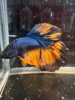 Betta splendens mustard blue yellow halfmoon man, Vis, Zoetwatervis