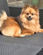 Super lief pomeriaan/dwergkees teefje, Dieren en Toebehoren, Overige rassen, 1 tot 2 jaar, Teef, Eén hond