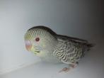 Grasparkieten dun fallow, blackwing, sprangle split bf, Meerdere dieren, Parkiet